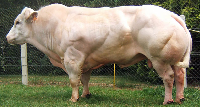 ТОП-5 самых необычных и редких коров